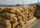 Thu hoạch khoai tây đông xuân trên địa bàn xã