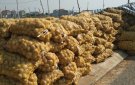 Thu hoạch khoai tây đông xuân trên địa bàn xã